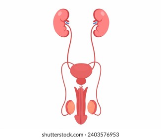 Male reproductive system Prostate gland, kidney, bladder, testicle anatomy Human Internal organs vector illustration