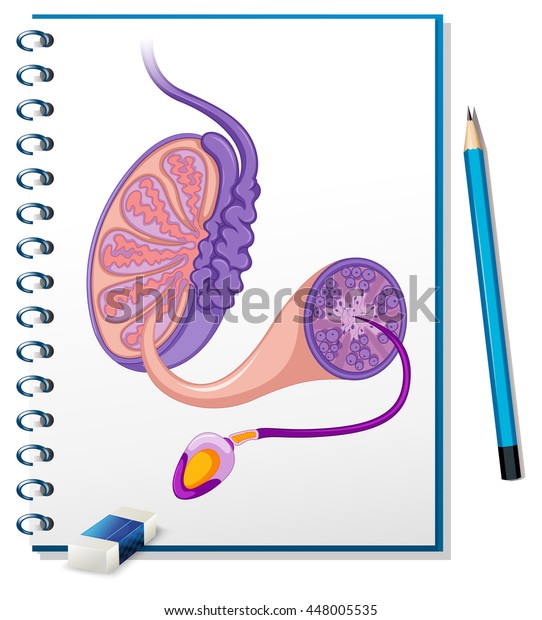 Male Reproductive System Sperm Stock Vector Royalty Free 448005535