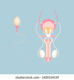 Male Reproductive System And Sperm, Internal Organs Anatomy Body Part Nervous System, Vector Illustration Cartoon Flat Character Design Clip Art