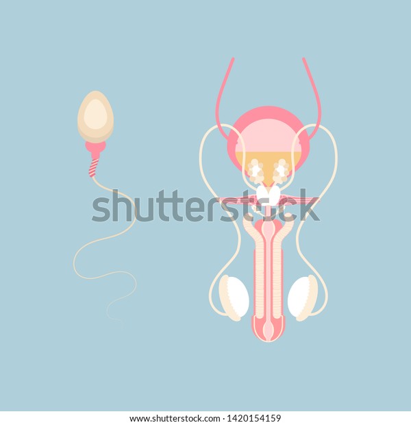 male reproductive system and sperm, internal organs anatomy body part