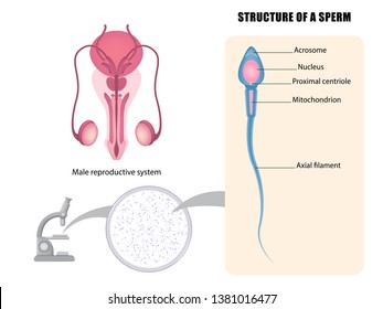 Male reproductive system and sperm structure, vector illustration eps10