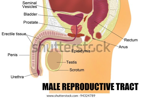 Male Reproductive System (useful\
for education in schools and clinics ) - vector\
illustration