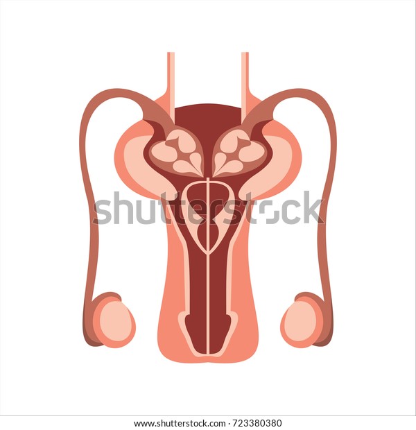 Male Reproductive System Vector Diagram On White Background