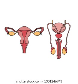 Male Reproductive System Vector Drawing. Woman Reproductive System Vector Drawing. Male And Female Reproductive System