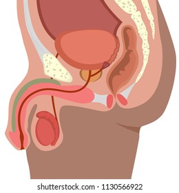 Male Reproductive System Vector. Illustration Of The Male Genitourinary Tract