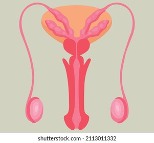 Male Reproductive System. Vector Illustration.