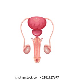 Male Reproductive System Vector Illustration. Cartoon Isolated Human Organs, Medical Infographic Anatomical Model For Study Body Health Of Man And Reproduction, Puberty Education, Diseases In Medicine