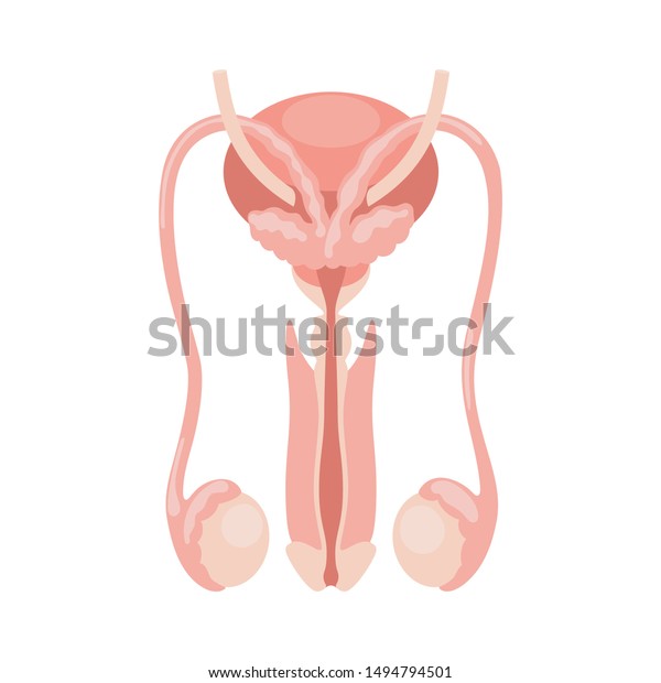 Male Reproductive System Vector Illustration Isolated Image