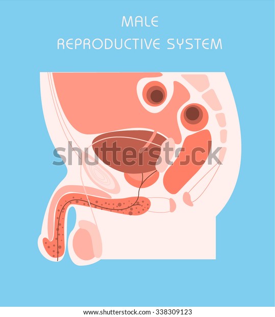 Male Reproductive System Vector Illustration Stock Vector