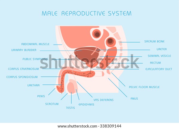 Male\
Reproductive System. Vector\
illustration