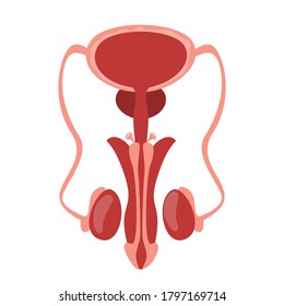 68,836 Male organ Images, Stock Photos & Vectors | Shutterstock