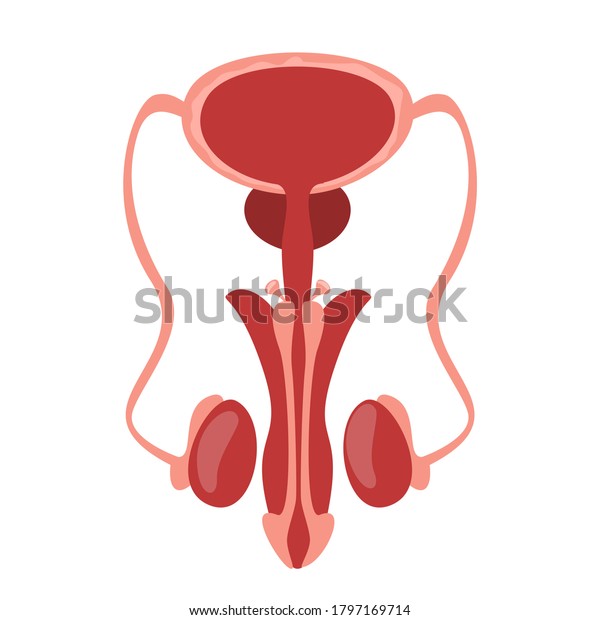 Male Reproductive System Vector Isolated Human Vector Có Sẵn Miễn Phí