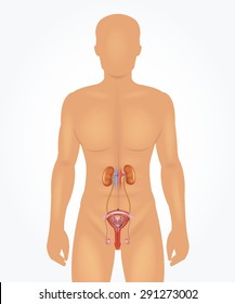 Sistema reproductivo masculino. Ilustración realista del vector