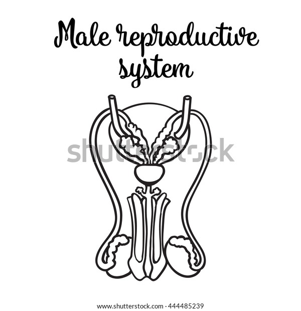 Male Reproductive System Vector Sketch Handdrawn Stock Vector (Royalty