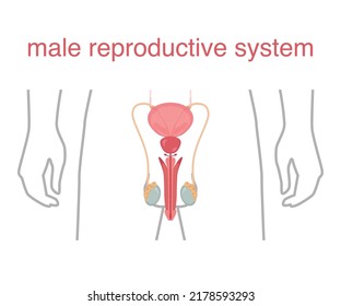 Male reproductive systems. Human anatomy vector illustration.