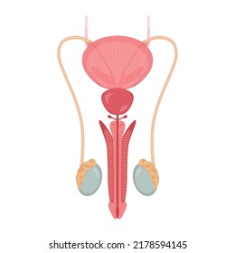 The male reproductive systems. Human anatomy vector illustration.