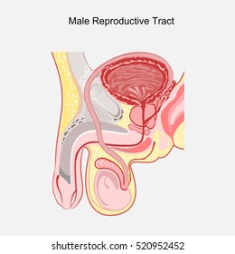 Male reproductive tract vector.