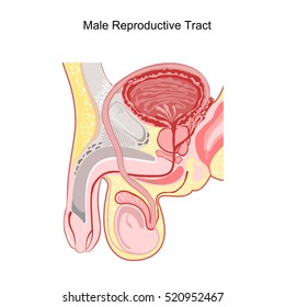 Male Reproductive Tract Vector.