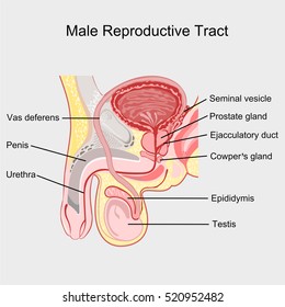 Male Reproductive Tract Vector.