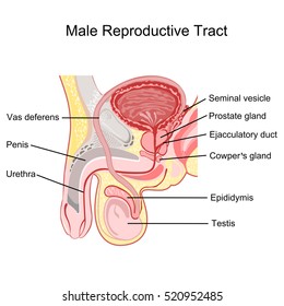 Male Reproductive Tract Vector.