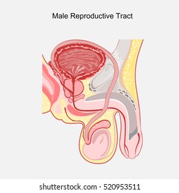 Male reproductive tract vector.