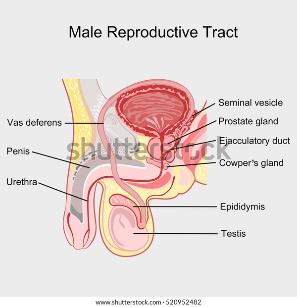 Male reproductive tract\
vector.
