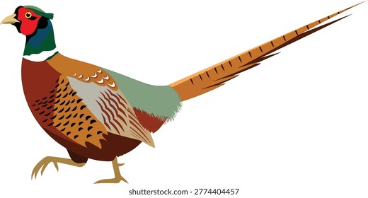 Male ring necked pheasant bird side view with game bird long tail white background flat design pheasant wildlife ornamental graceful colorful isolated illustration realistic creature