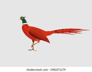 Male ring-necked pheasant isolated on white vector