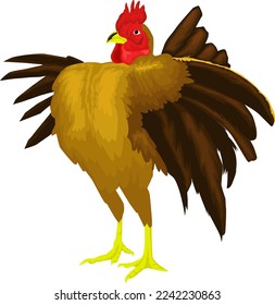 The male serama cock flapped its wings proudly