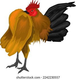 The male Serama cock puffed out its chest arrogantly