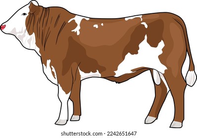 A Male Simmental Cattle Vector