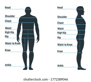 Male size chart anatomy human character, people dummy front and view side body silhouette, isolated on white, flat vector illustration. Cartoon man mannequin people dimension scale.