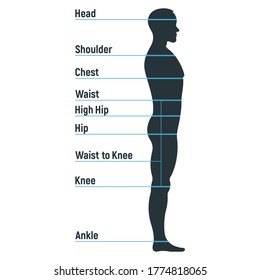 Male Size Chart Anatomy Human Character Stock Vector (Royalty Free ...