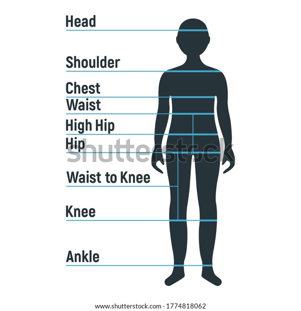 Male Size Chart Anatomy Human Character Stock Vector (Royalty Free ...