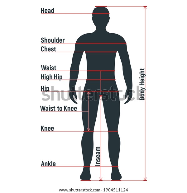 Male Size Chart Anatomy Human Character Stock Vector (Royalty Free ...