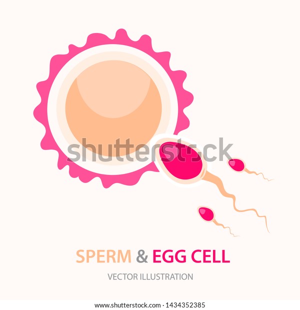 Male Sperm Fertilize Female Egg Fertilization Stock Vector Royalty