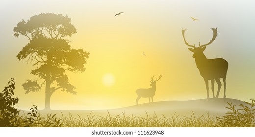 Male Stag Deer on a Misty Meadow with Tree and Sunset, Sunrise