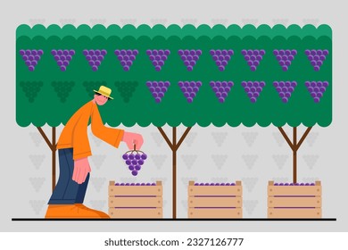 Male standing in garden and picks grapes in boxes. Time for winemaking process with organic grapes. Making alcohol drinks. Wine production industry. Vector flat illustration