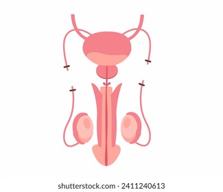 Male sterilization, Vasectomy human Vasectomy Man reproductive anatomy after surgery