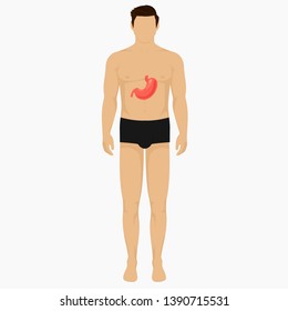 Male and stomach isolated vector, human anatomy for lesson and graphic.