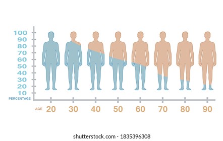 Male testosterone production level with age. vector  