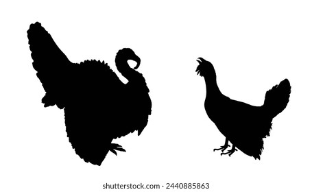 Pavo macho contra la ilustración de silueta de vector de urogallo de madera aislado. Pájaros silvestres del prado del bosque. Forma masculina de pavo, engullidor. Sombra gruesa. Observación de aves. Plumaje en el parque zoológico. Heather Cock.