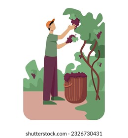 Male in uniform standing and plucks cluster of grapes, put it in basket. Manufacturing organic wine. Process of growing organic grapes to make alcohol drinks. Vector flat illustration