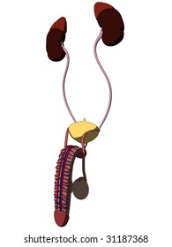 sistema de orina masculina