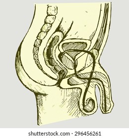 Male urinary system. Vector Image