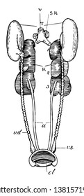 Male urogenital organs of pigeon, vintage line drawing or engraving illustration.