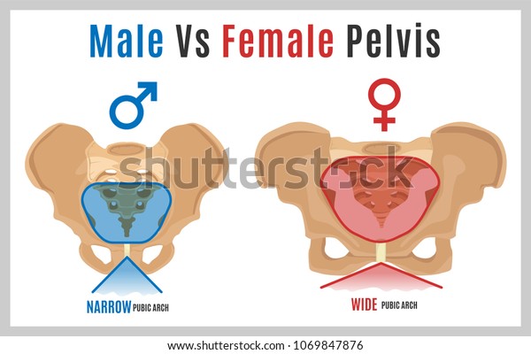 Male Vs Female Pelvis Main Differences Stock Vector (Royalty Free