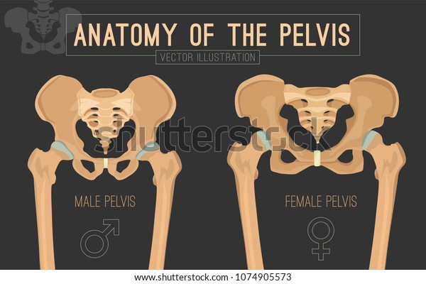 Male vs female pelvis. Main differences. Detailed vector illustration