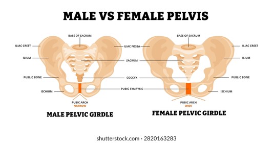 Male vs Female pelvis structure diagram. Healthcare poster design. Anatomy of human pelvic bone. Main difference with girdle,sacrum, coccyx, symphysis, ischium, ilium, iliac,pubic arch narrow and wide