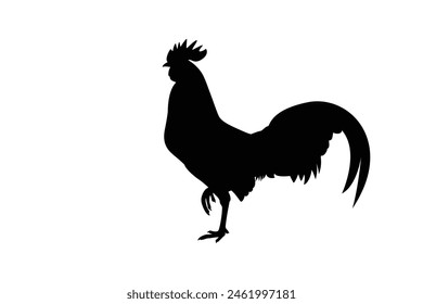 Male wild chicken silhouette vector illustration